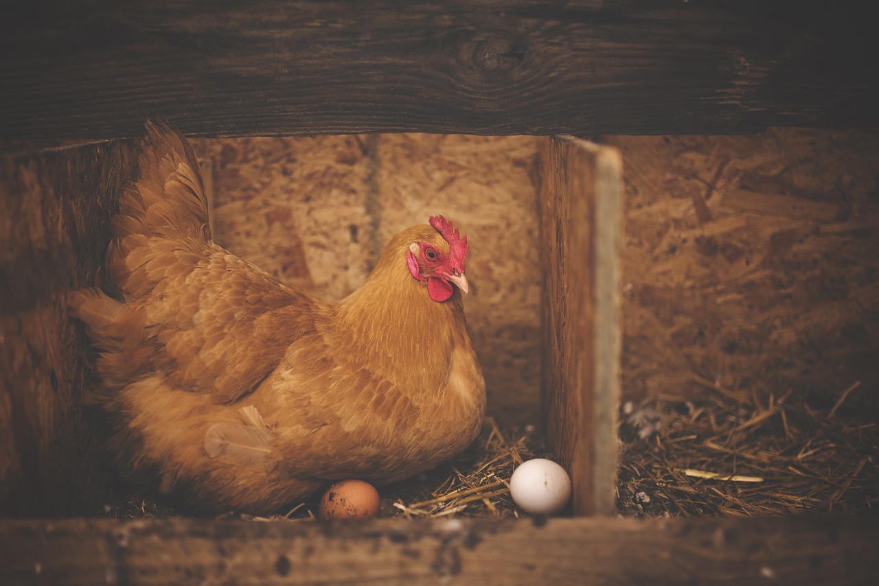 chicken, hen, eggs, poultry, animal, nature, barn, bird, farm, livestock, landfowl, farm animal, nest, nesting, chicken eggs