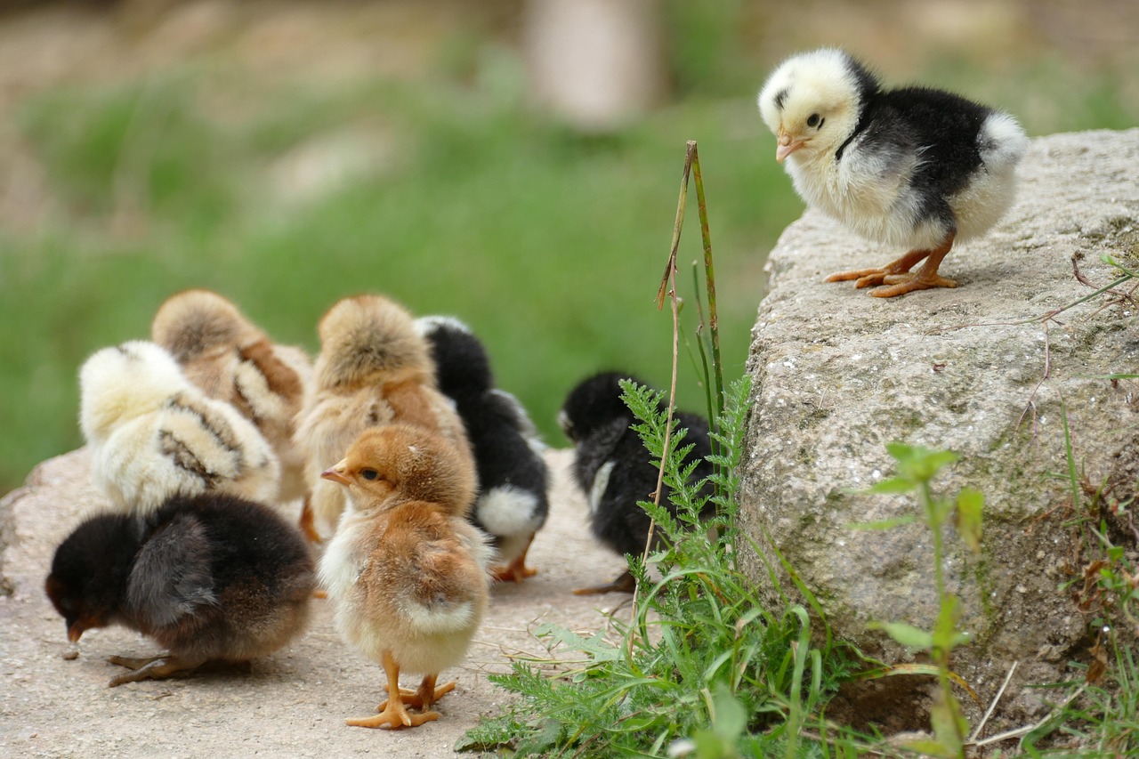 jugs, nature, ornithology, fauna, animal, farm, chicken, bird, young