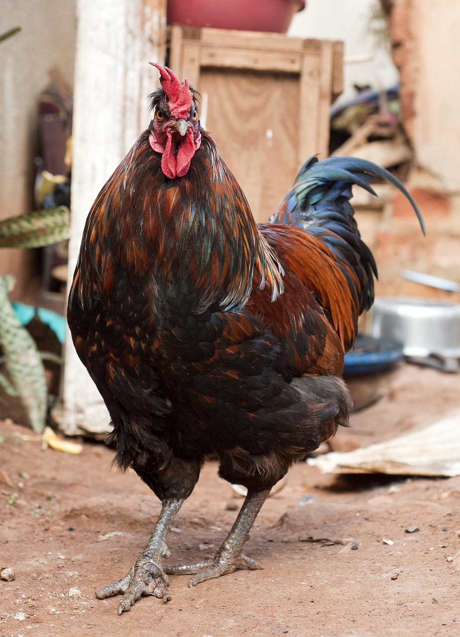 rooster, africa, chicken, brown chicken, rooster, rooster, rooster, rooster, rooster, chicken, chicken, chicken